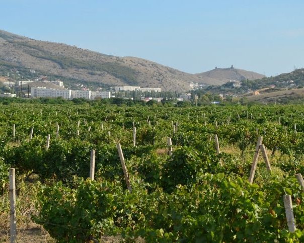 В Балаклаве пройдет фестиваль молодого вина «Wine Fest»