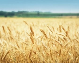 В России собран рекордный урожай пшеницы