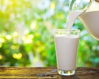 Молоко таракана может стать новым суперпродуктом