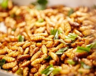 Ученые утверждают, что насекомые гораздо полезнее мяса