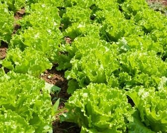 Салат в пластиковых упаковках может быть опасным для здоровья